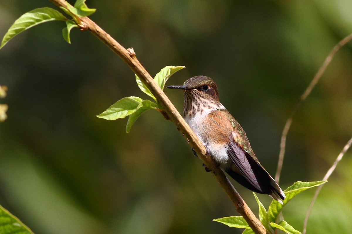 Scintillant Hummingbird - ML124460811