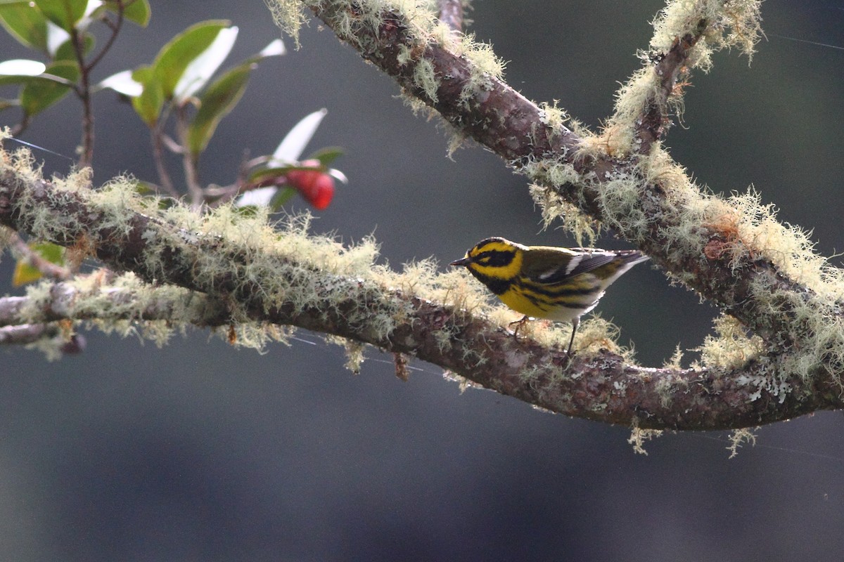 Townsend's Warbler - Ohad Sherer