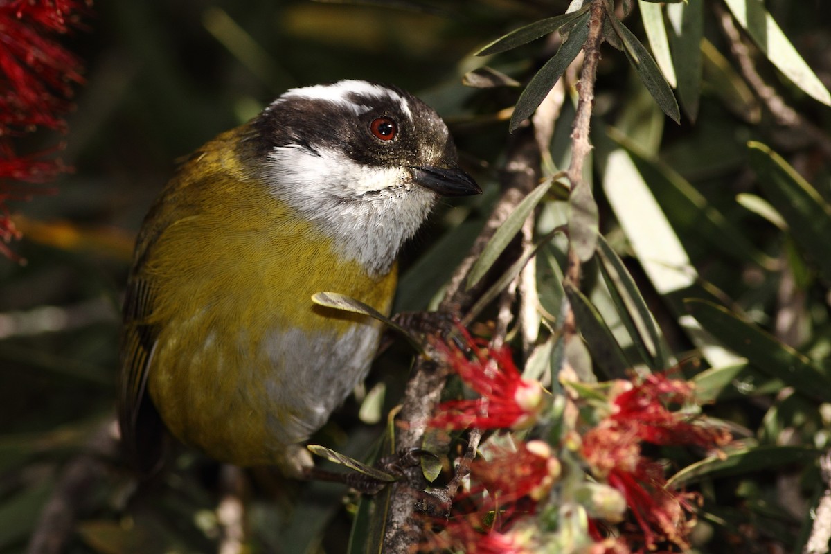 Sooty-capped Chlorospingus - Ohad Sherer