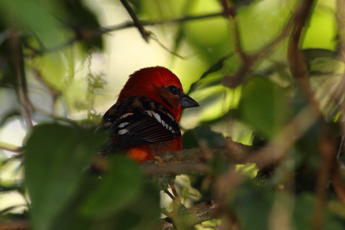 Flame-colored Tanager - ML124461461