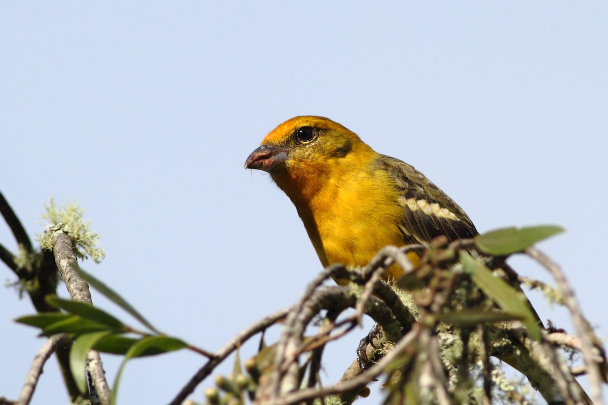 Flame-colored Tanager - Ohad Sherer