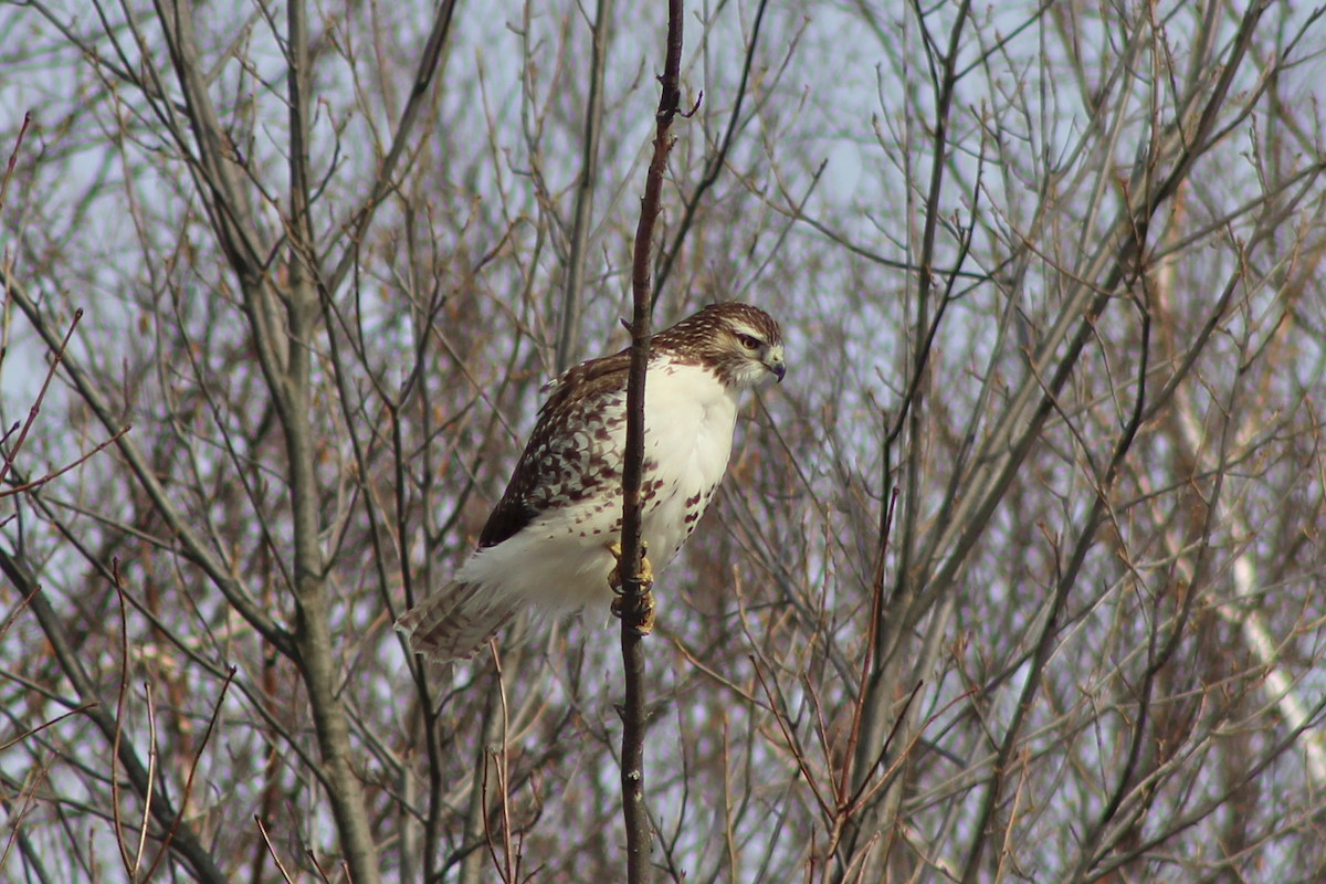 Red-tailed Hawk - ML124462001