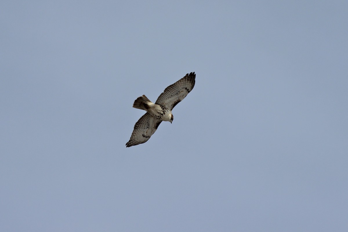 Red-tailed Hawk - ML124462091