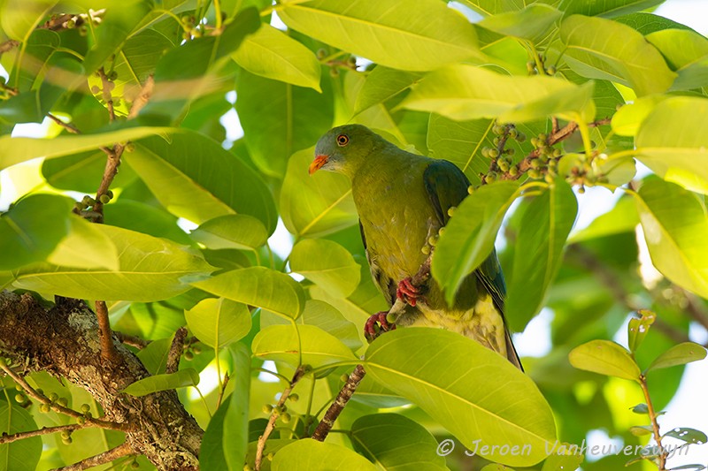 Claret-breasted Fruit-Dove - ML124462231