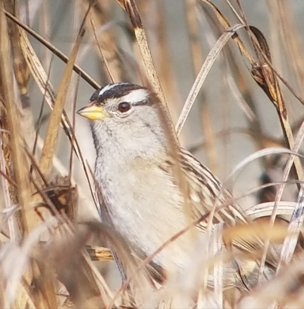 White-crowned Sparrow - ML124463071
