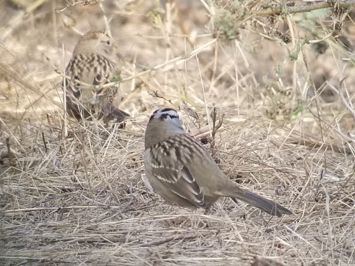 White-crowned Sparrow - ML124463231