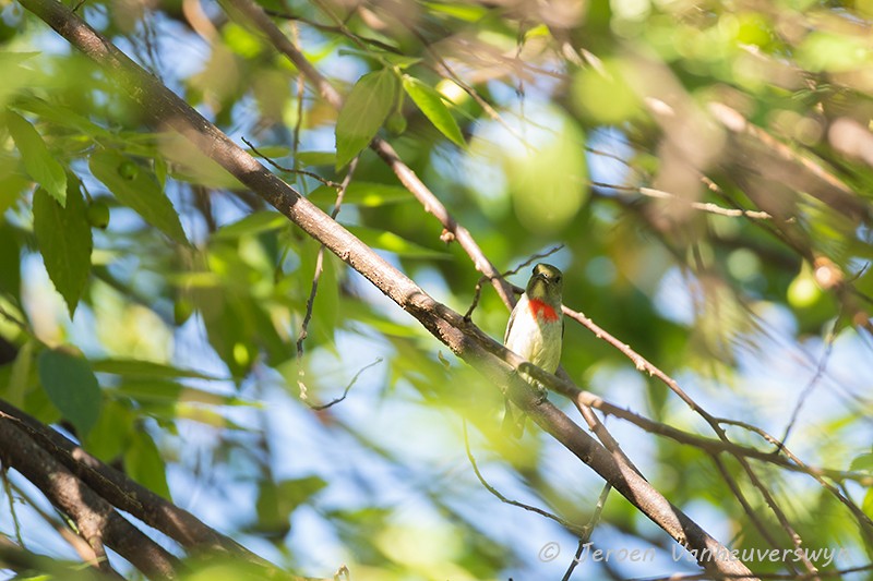 Olive-crowned Flowerpecker - ML124463881