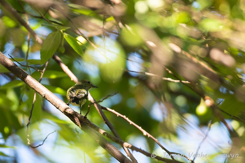 Olive-crowned Flowerpecker - ML124463891