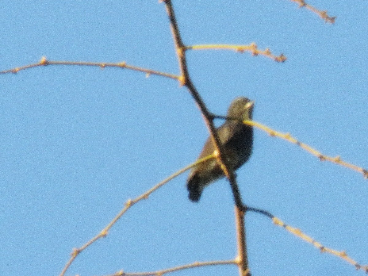 Swallow-winged Puffbird - ML124465421