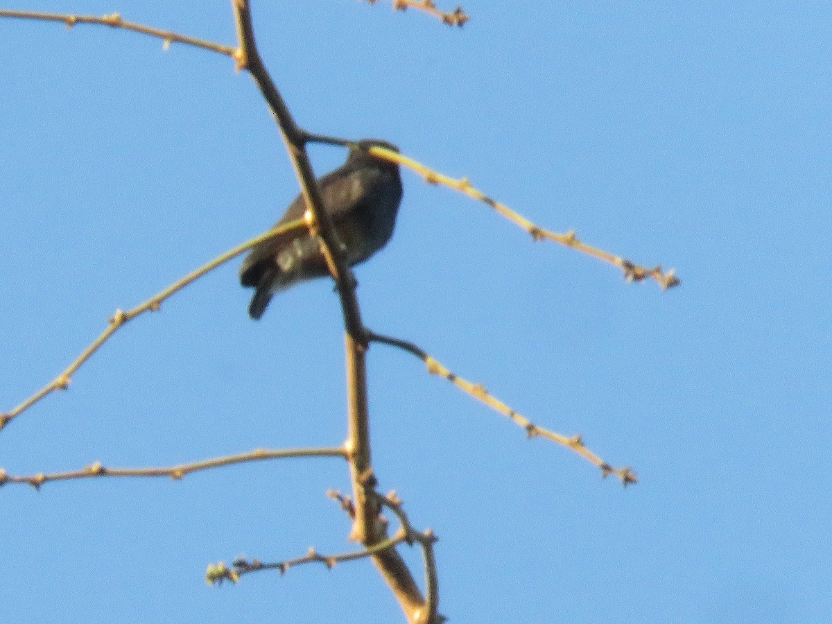 Swallow-winged Puffbird - ML124465841