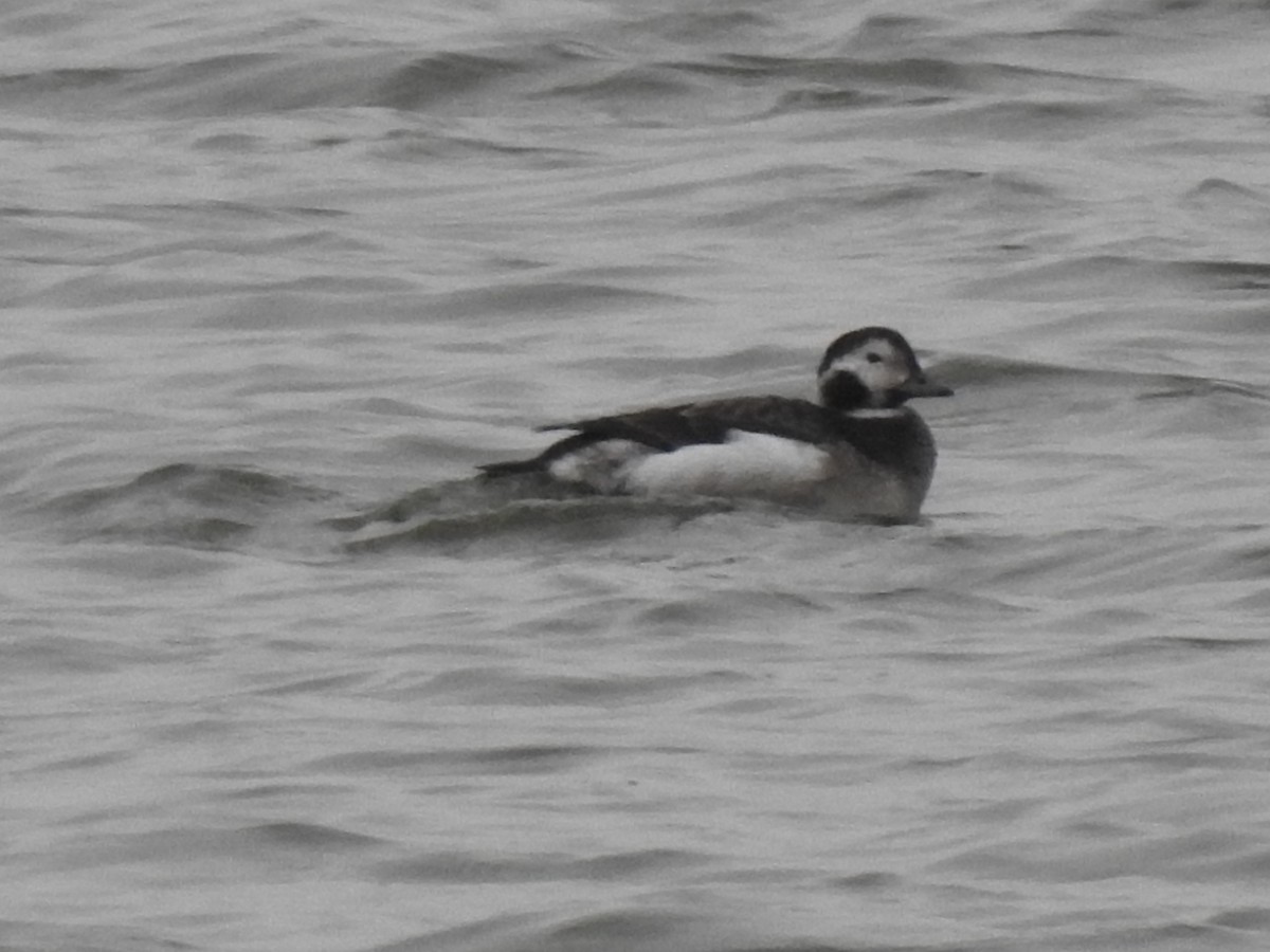 Long-tailed Duck - ML124465851
