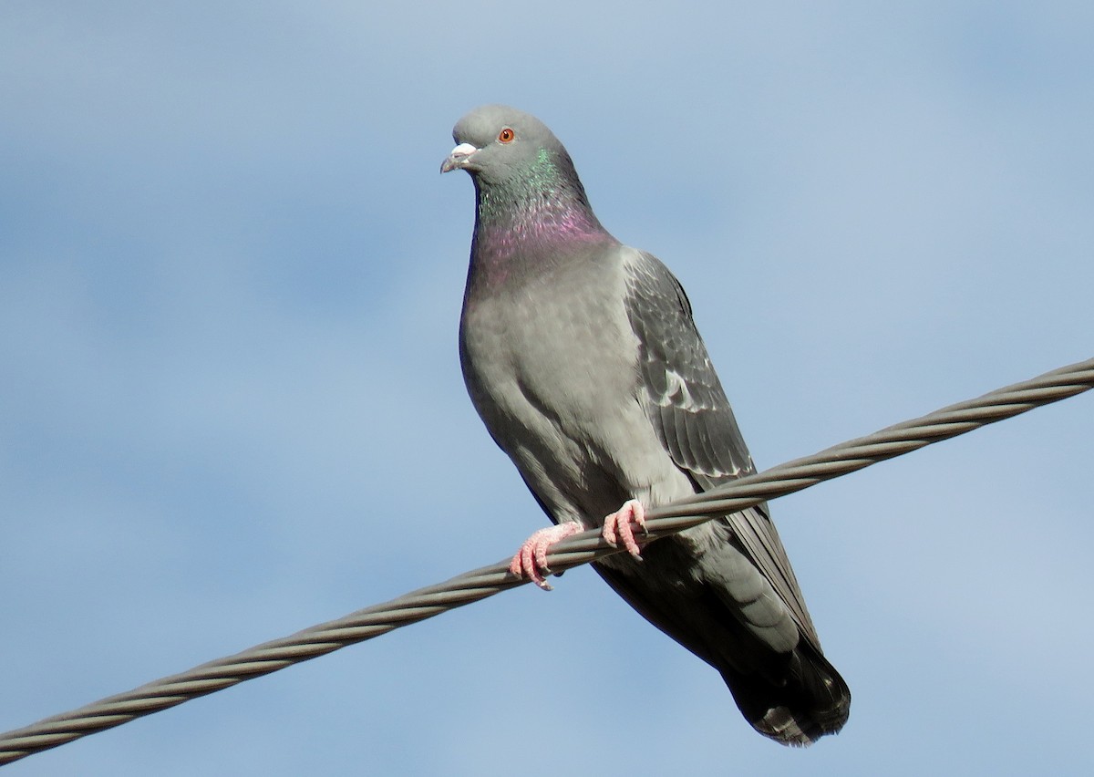 Rock Pigeon (Feral Pigeon) - ML124466361
