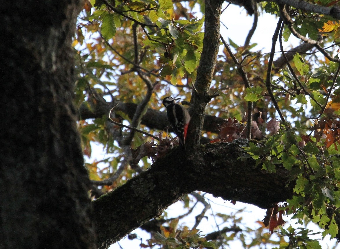 Great Spotted Woodpecker (Atlas) - ML124467761