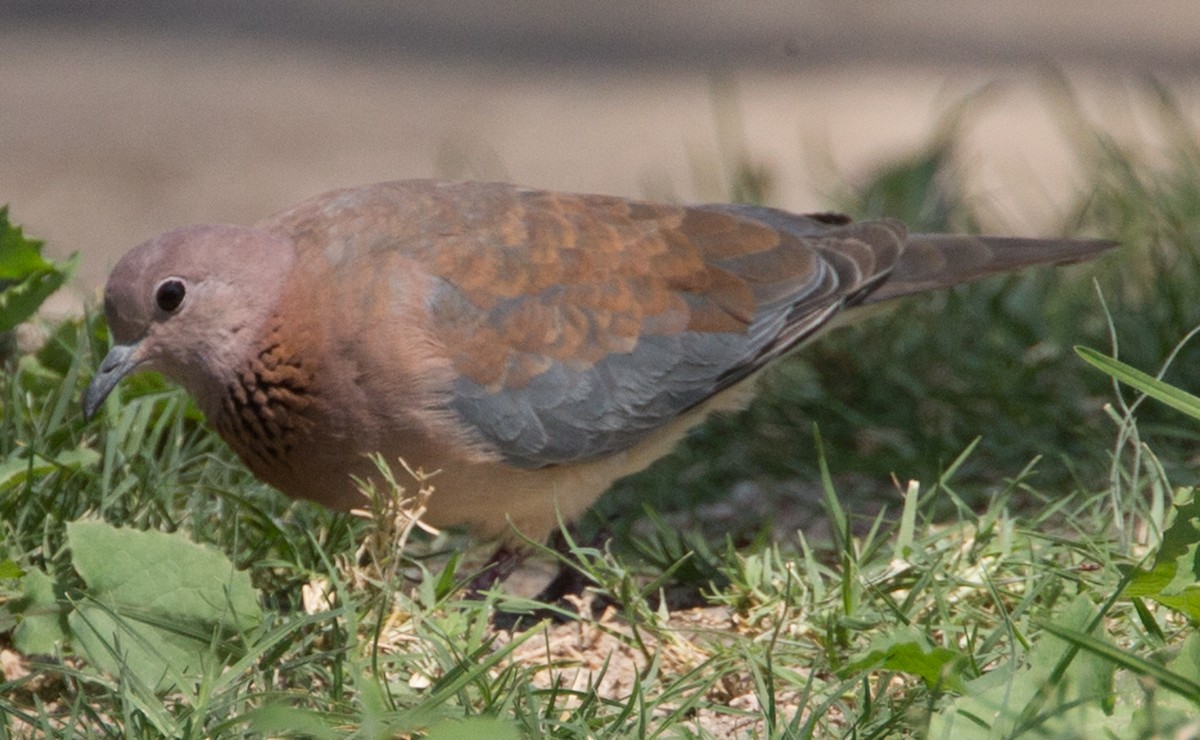 Laughing Dove - ML124469671