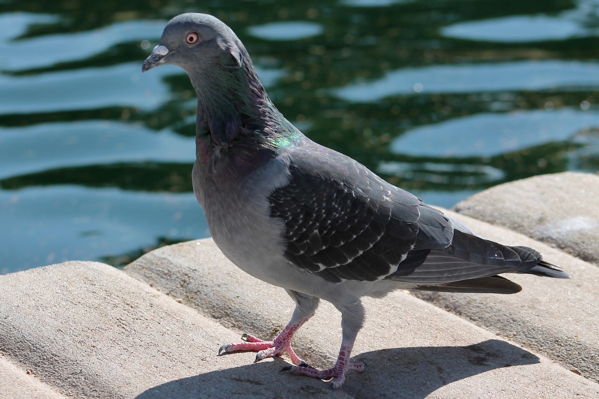Rock Pigeon (Feral Pigeon) - ML124471361