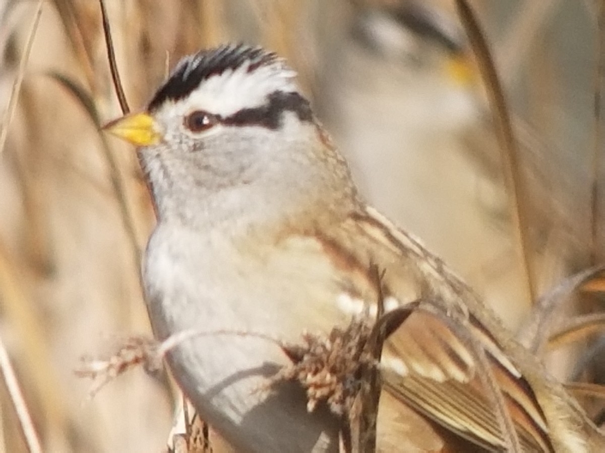 White-crowned Sparrow - ML124472591