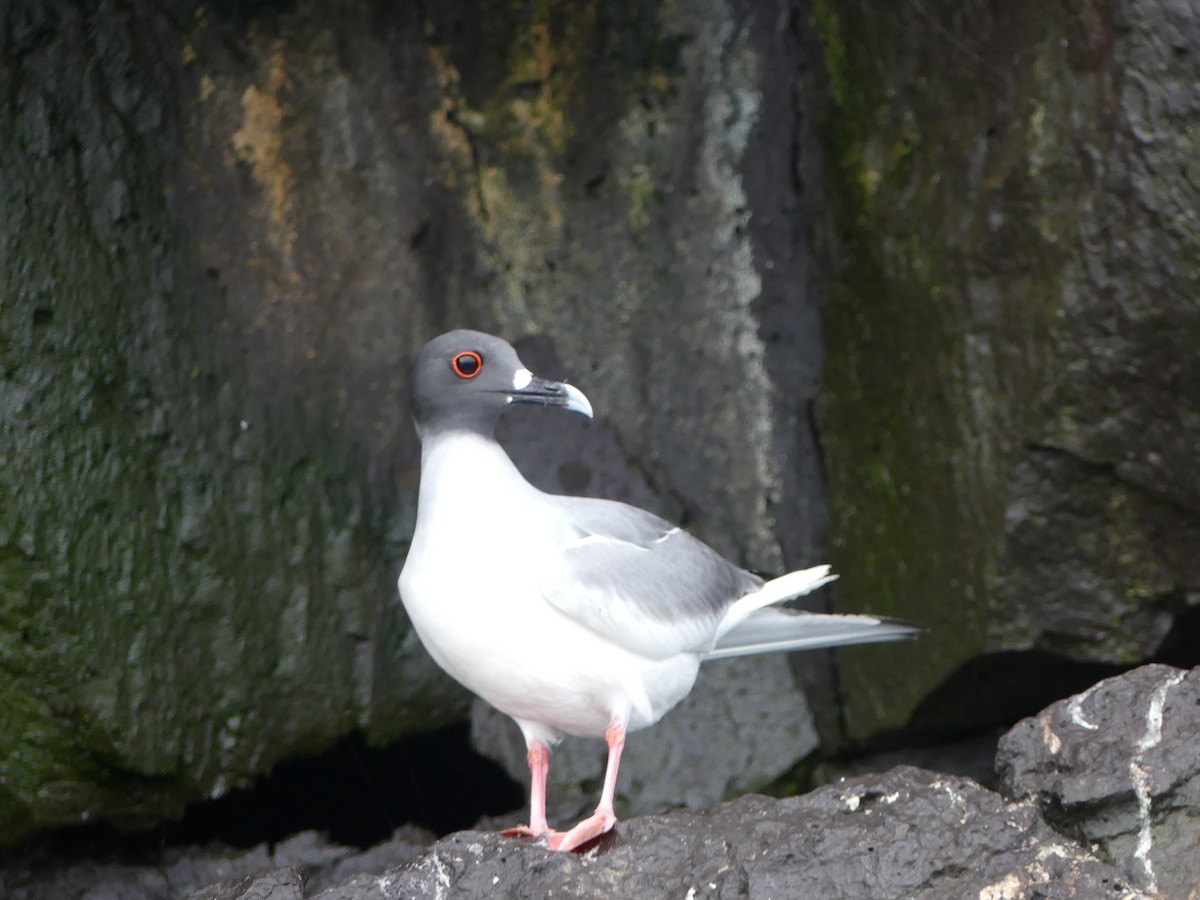 Swallow-tailed Gull - ML124472831