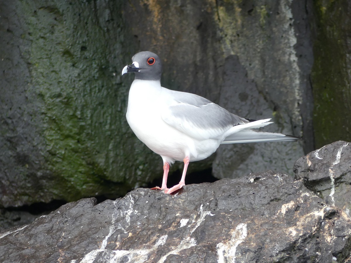 Swallow-tailed Gull - ML124472891