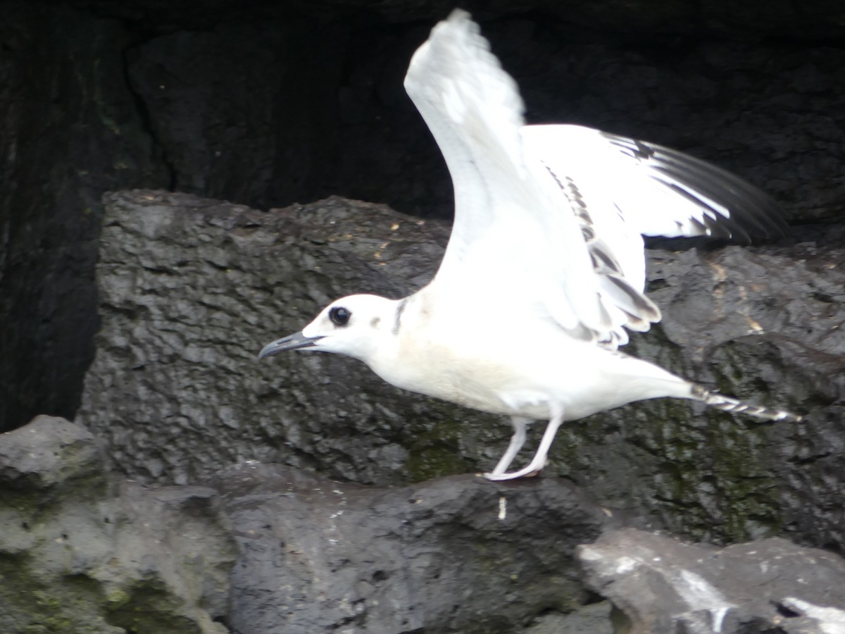 Swallow-tailed Gull - ML124472911