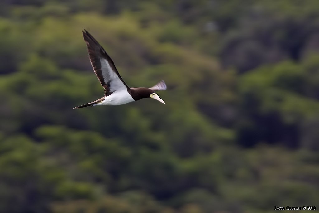 Brown Booby - ML124473611