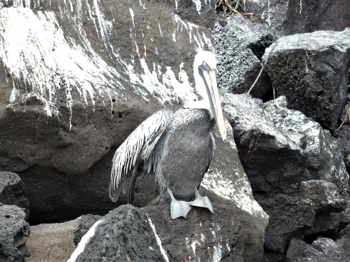 Brown Pelican (Galapagos) - ML124474851
