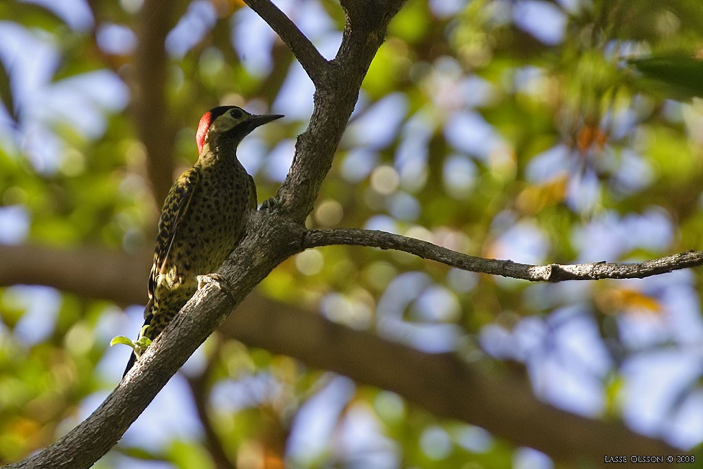 Green-barred Woodpecker - ML124475021