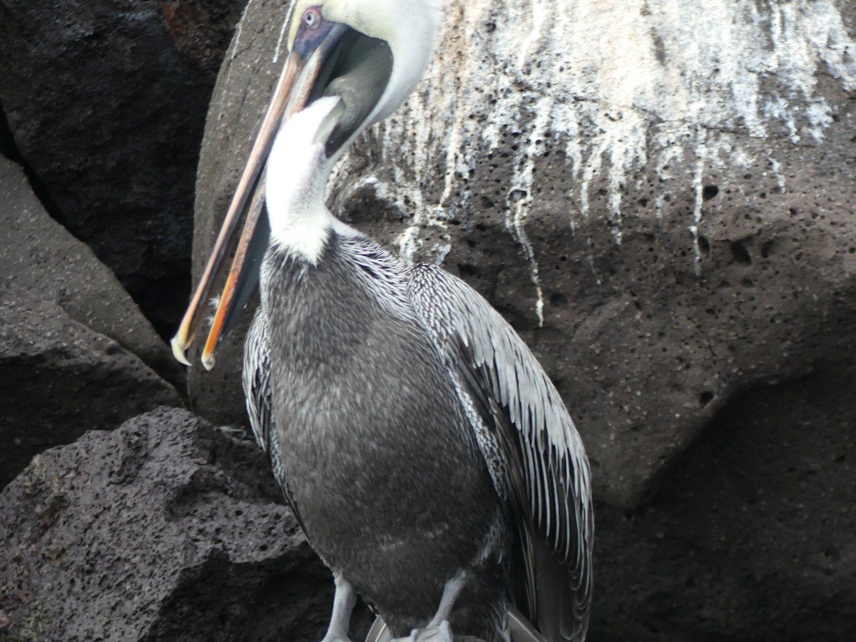 Brown Pelican (Galapagos) - ML124475031