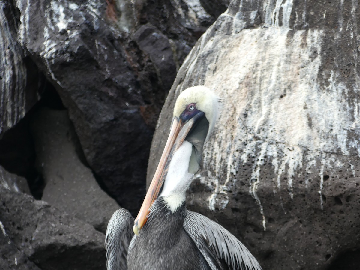 Brown Pelican (Galapagos) - ML124475041