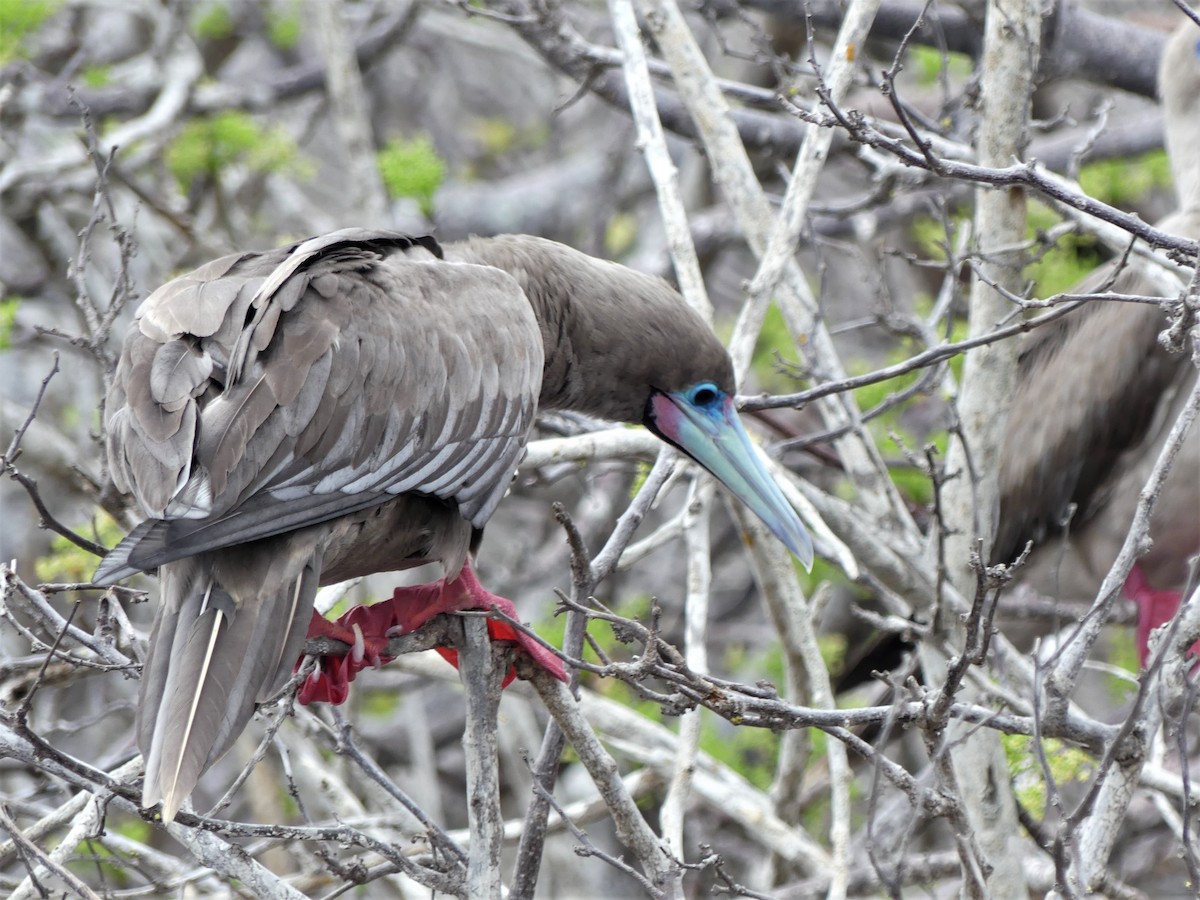 Red-footed Booby - Susan Brauning