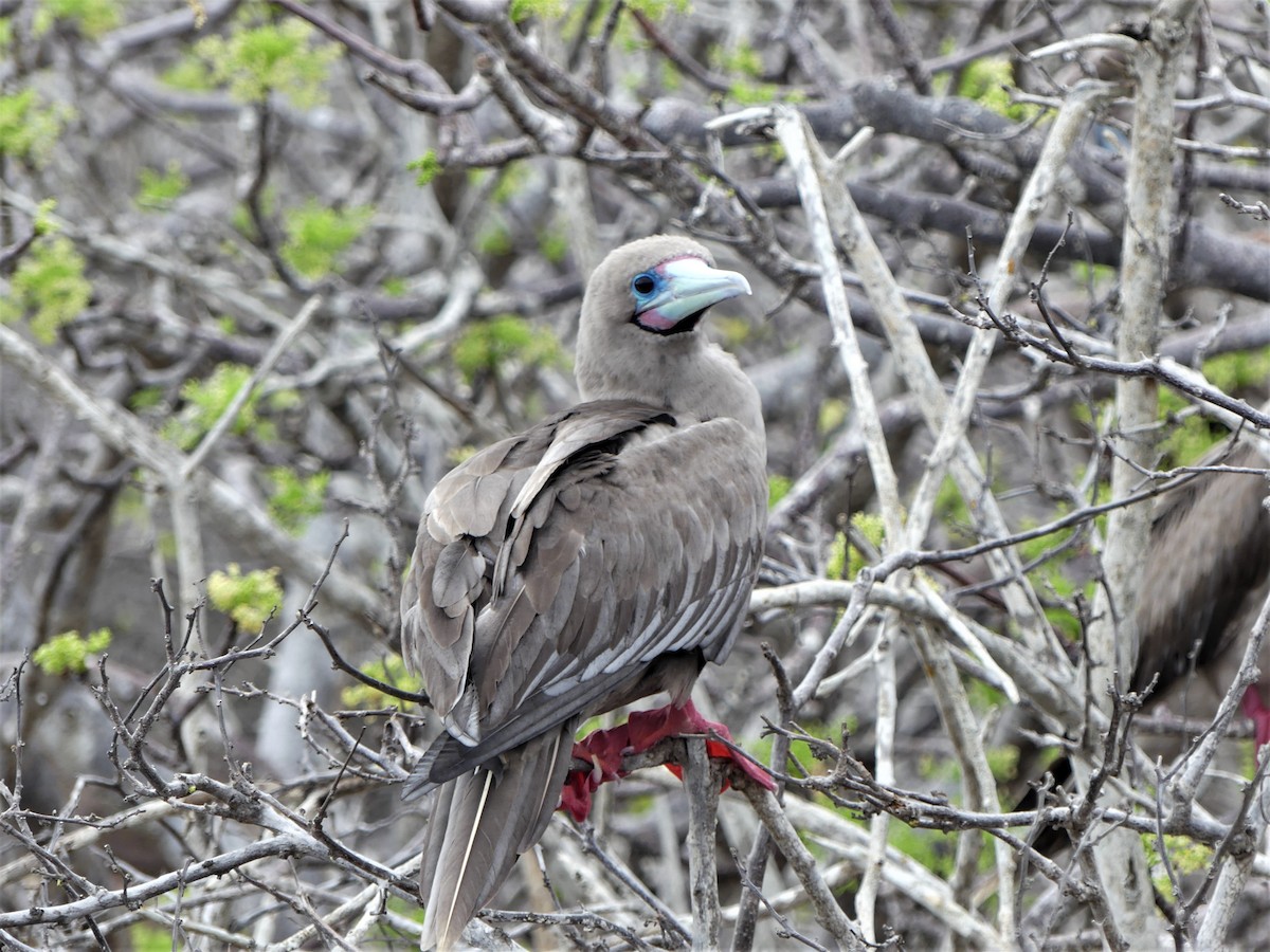 Red-footed Booby - ML124476561