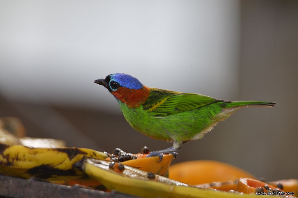 Red-necked Tanager - ML124476841