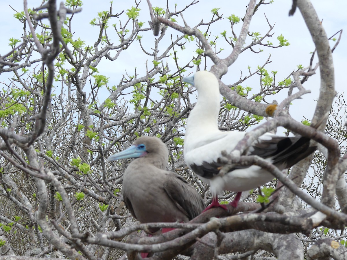 Red-footed Booby - Susan Brauning