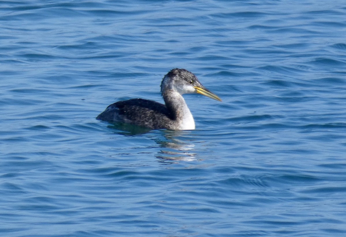 Red-necked Grebe - ML124478451