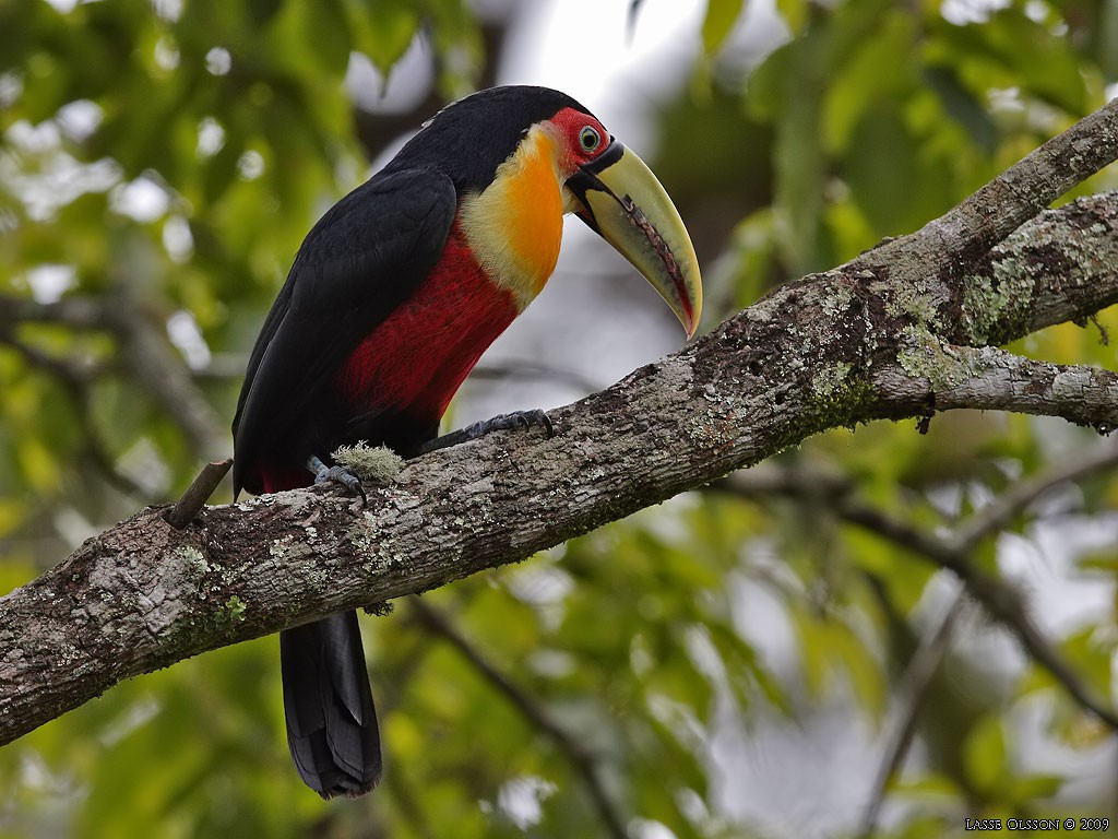 Red-breasted Toucan - Lasse Olsson