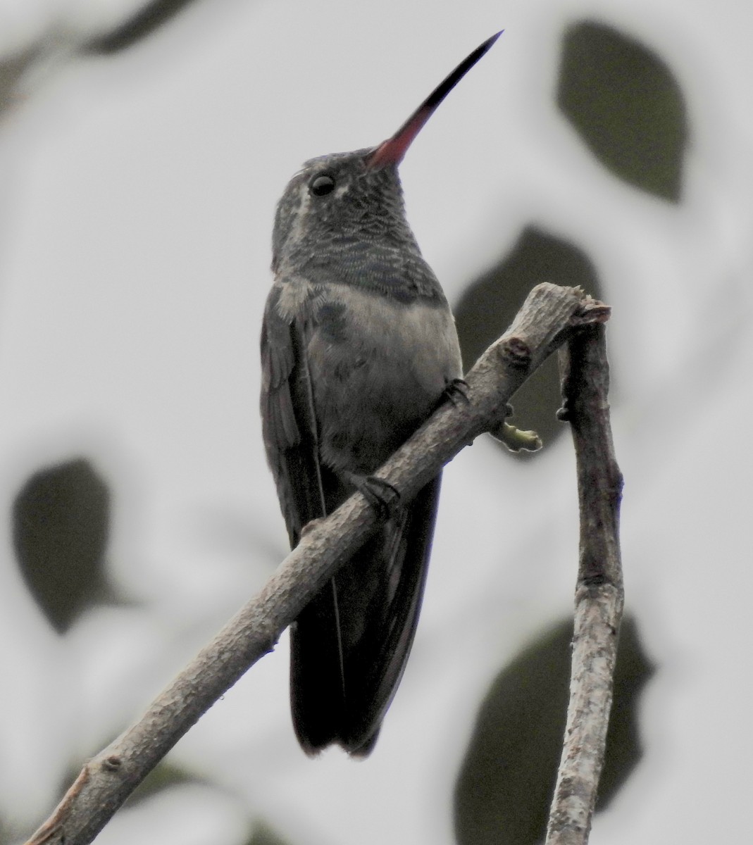 Broad-billed Hummingbird - Van Remsen