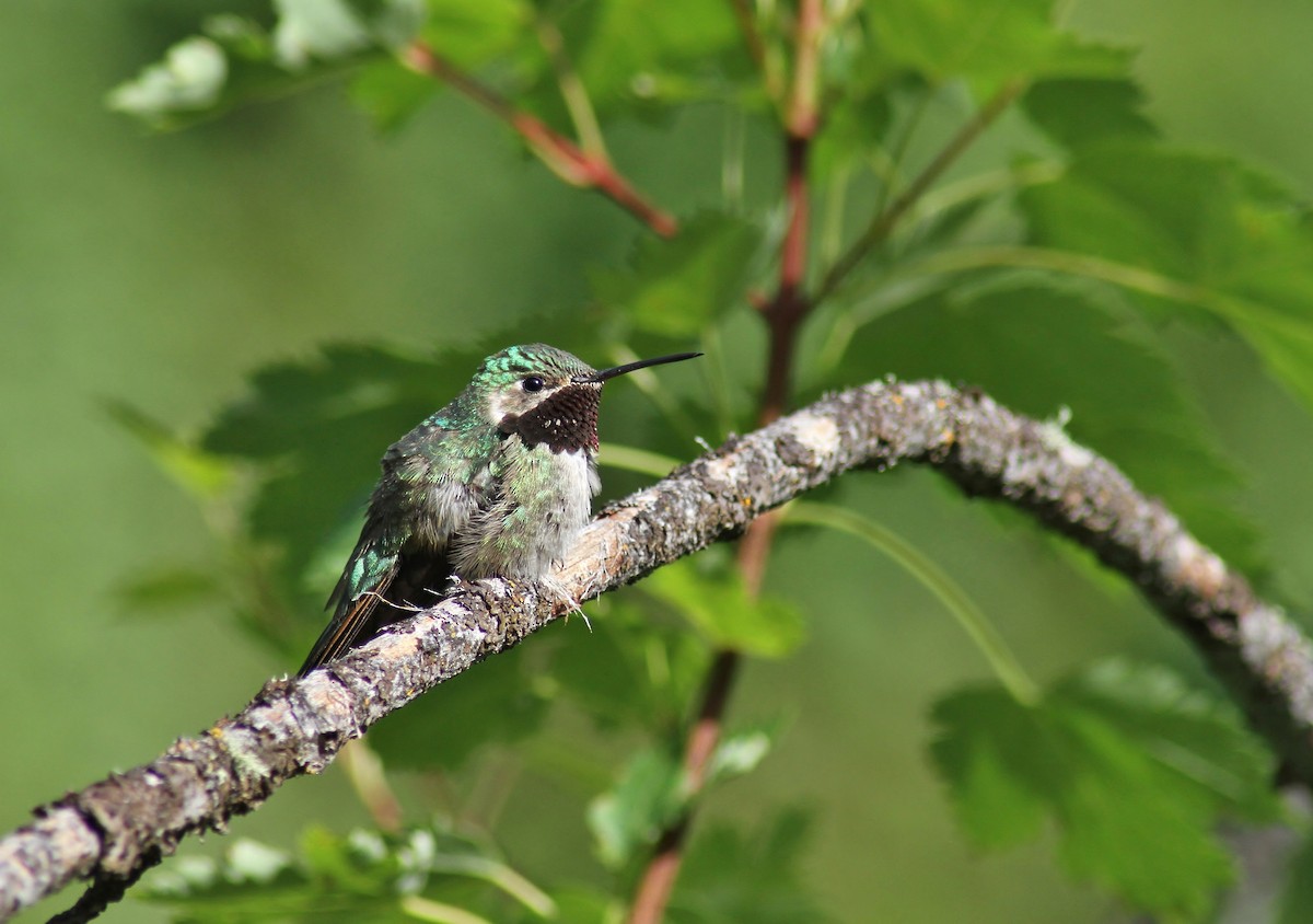 Broad-tailed Hummingbird - Jared Peck