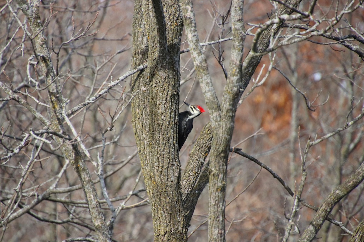 Pileated Woodpecker - ML124481691