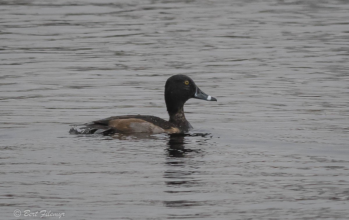 Ring-necked Duck - Bert Filemyr