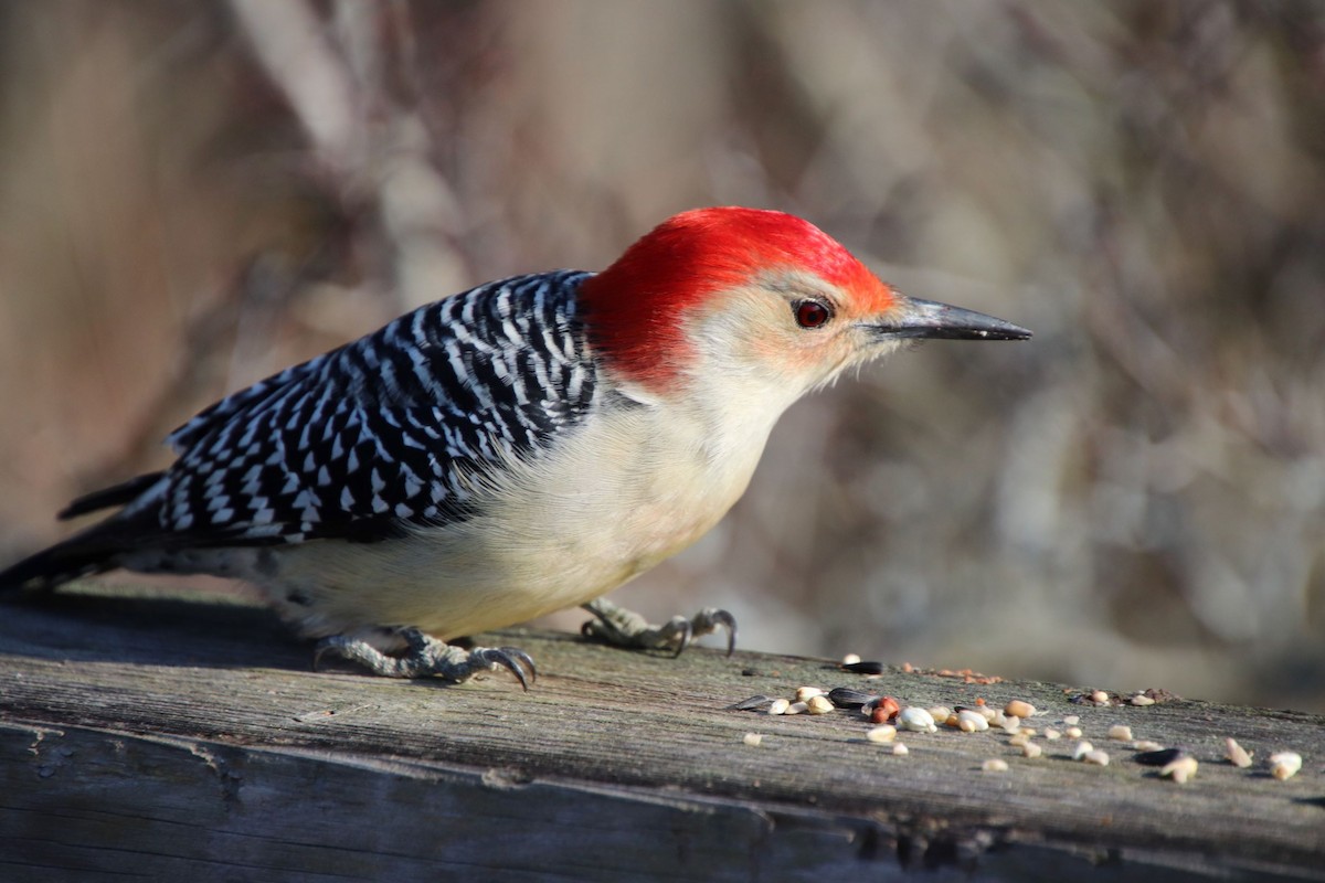 Red-bellied Woodpecker - ML124482061