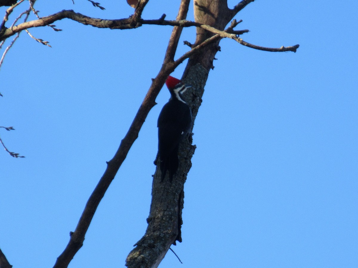 Pileated Woodpecker - ML124485691