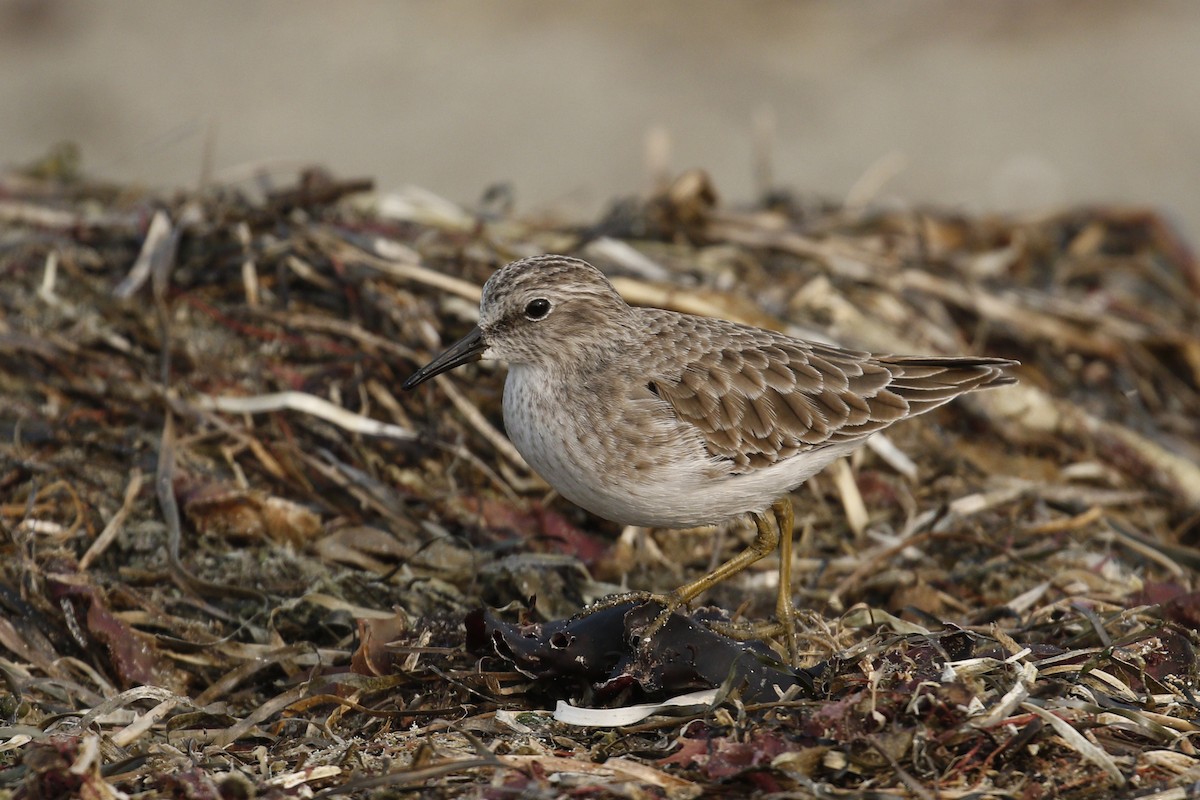 Least Sandpiper - Donna Pomeroy