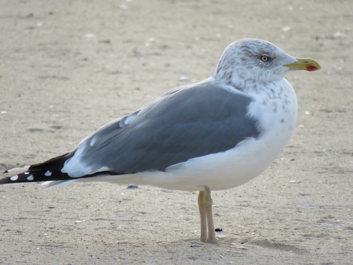 Herring x Lesser Black-backed Gull (hybrid) - Keith Leonard