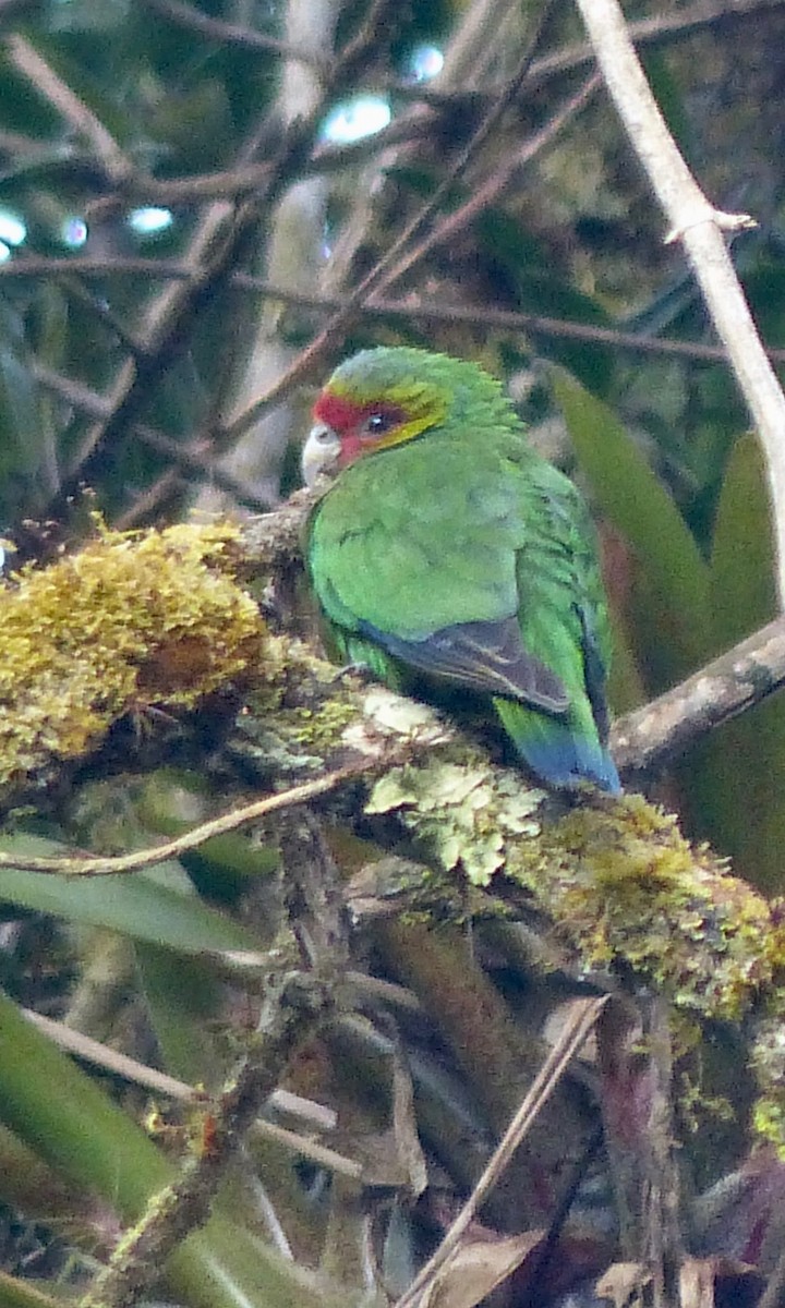 Red-faced Parrot - ML124493051