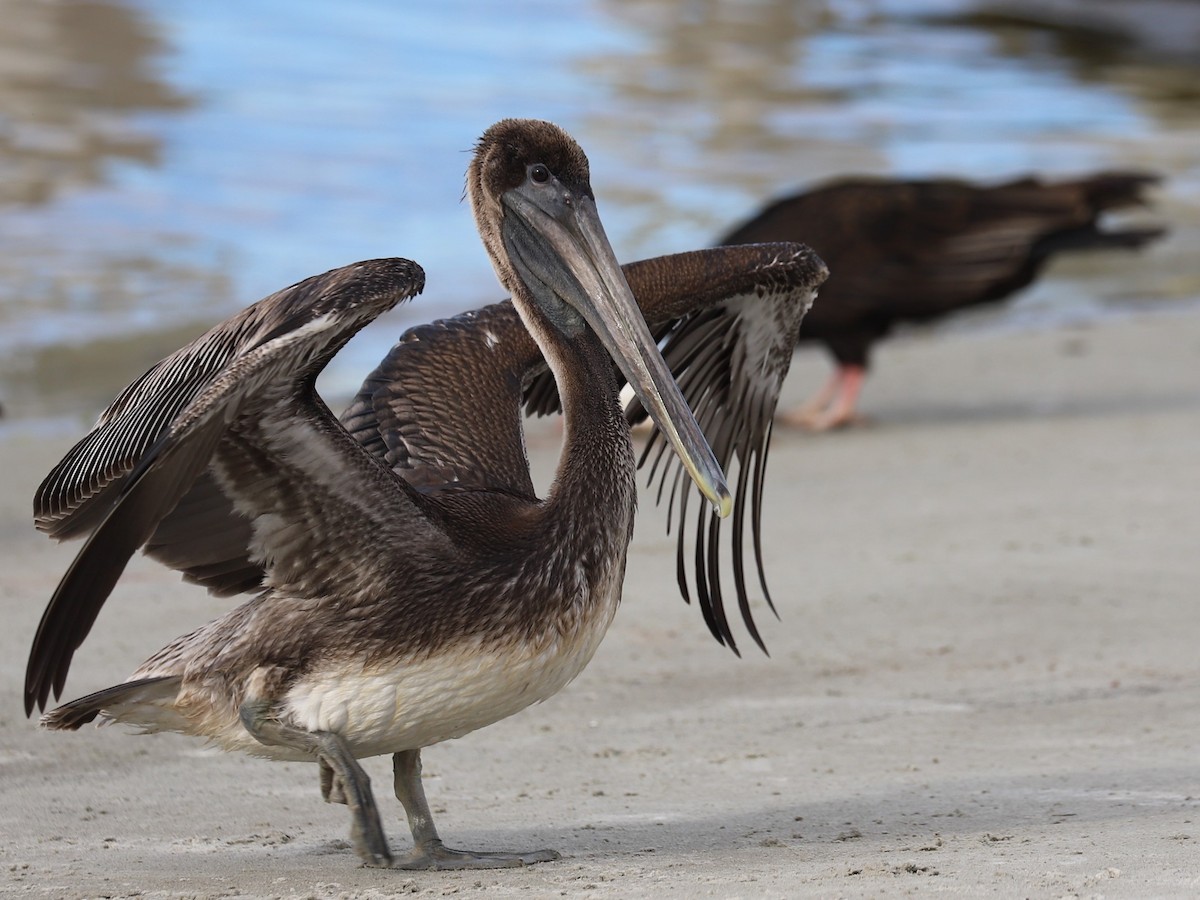 Brown Pelican - Mary Harrell