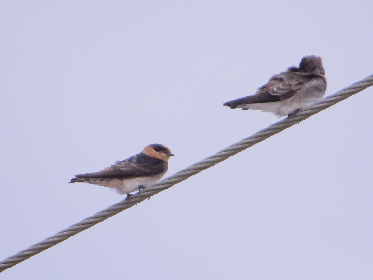 Cave Swallow - ML124494141