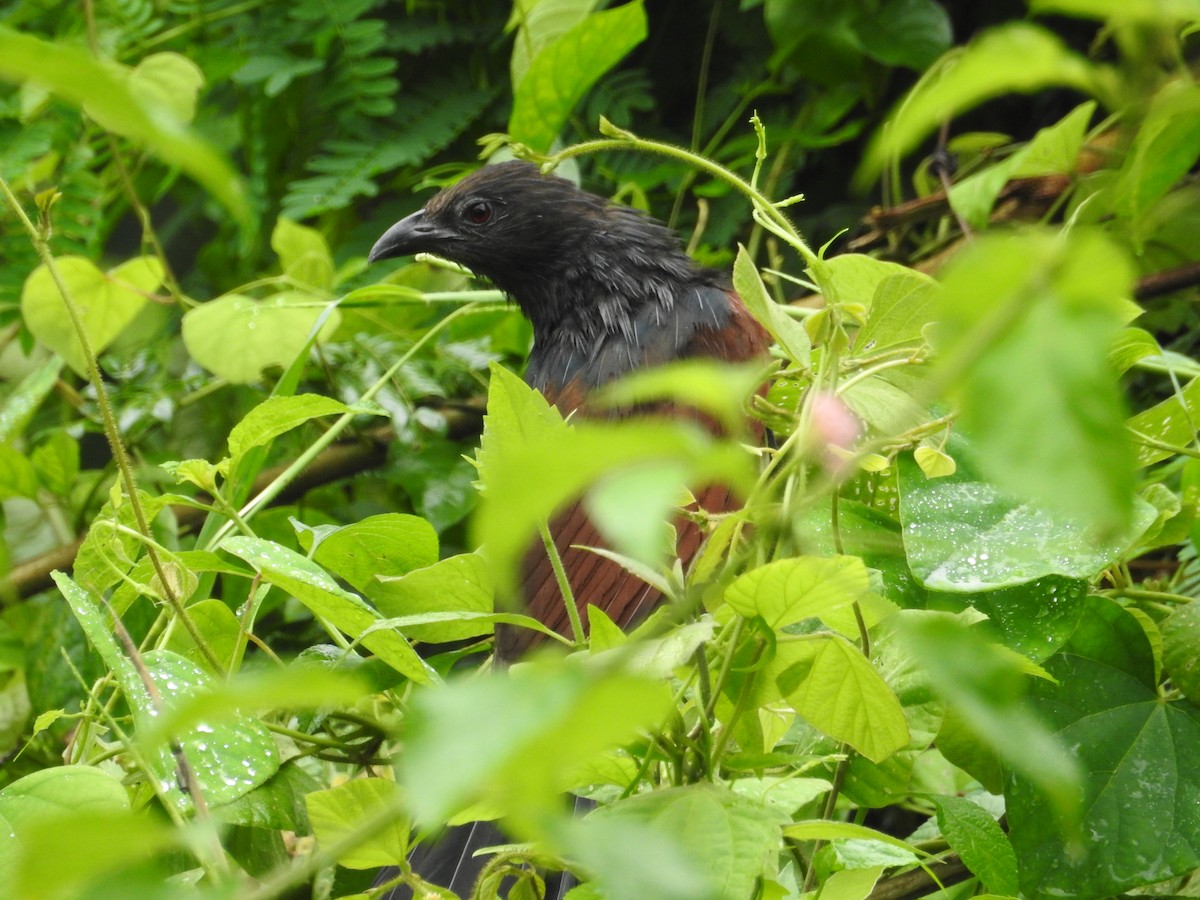 Philippine Coucal - Mike Coulson