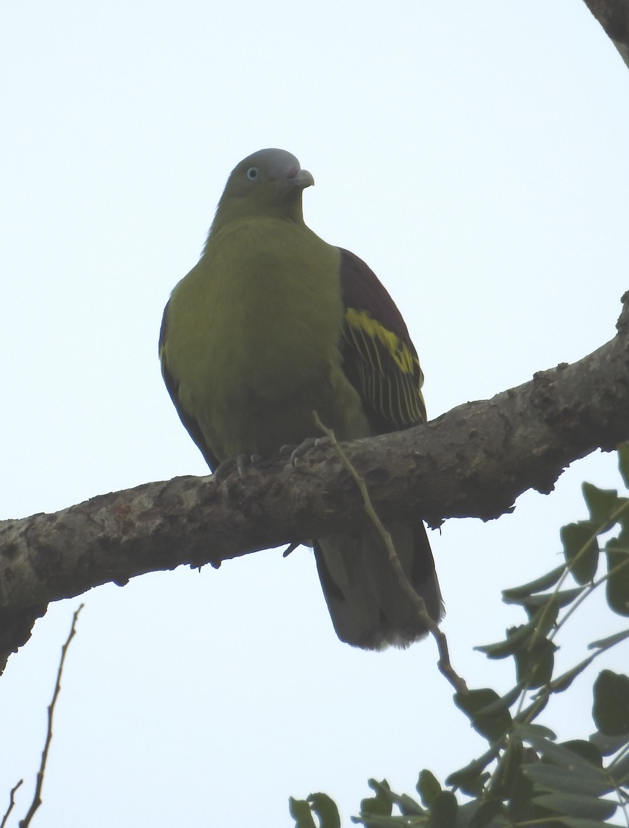 Philippine Green-Pigeon - Mike Coulson