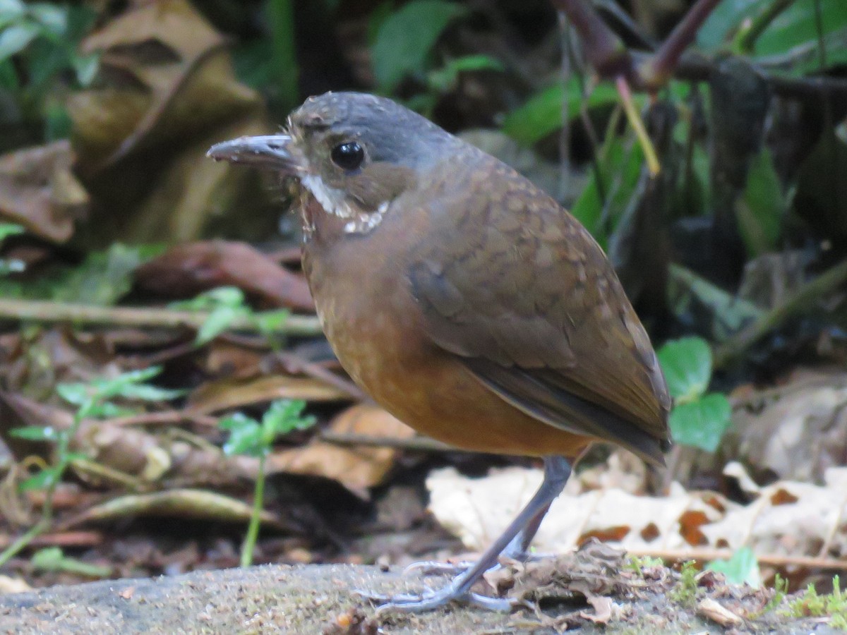 Moustached Antpitta - Colin Dillingham