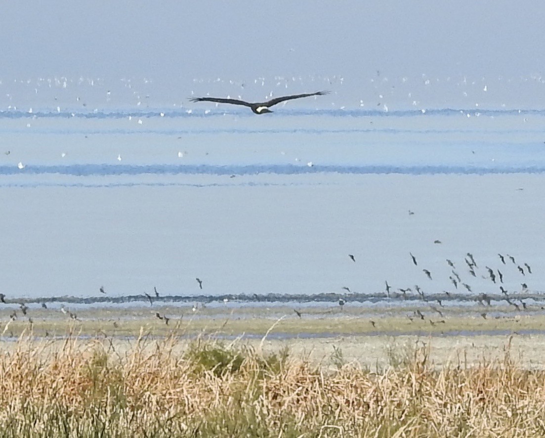 Northern Harrier - Mike Coulson