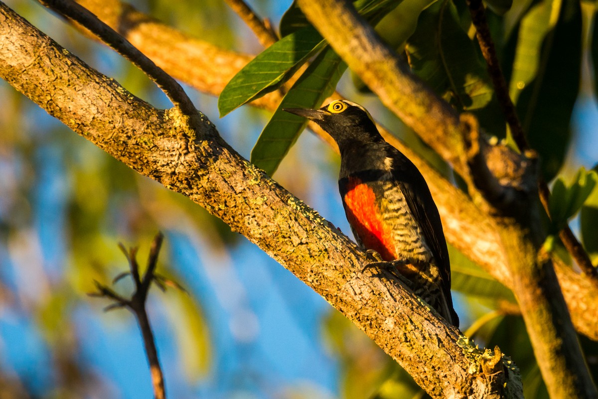 Yellow-tufted Woodpecker - Claudia Brasileiro